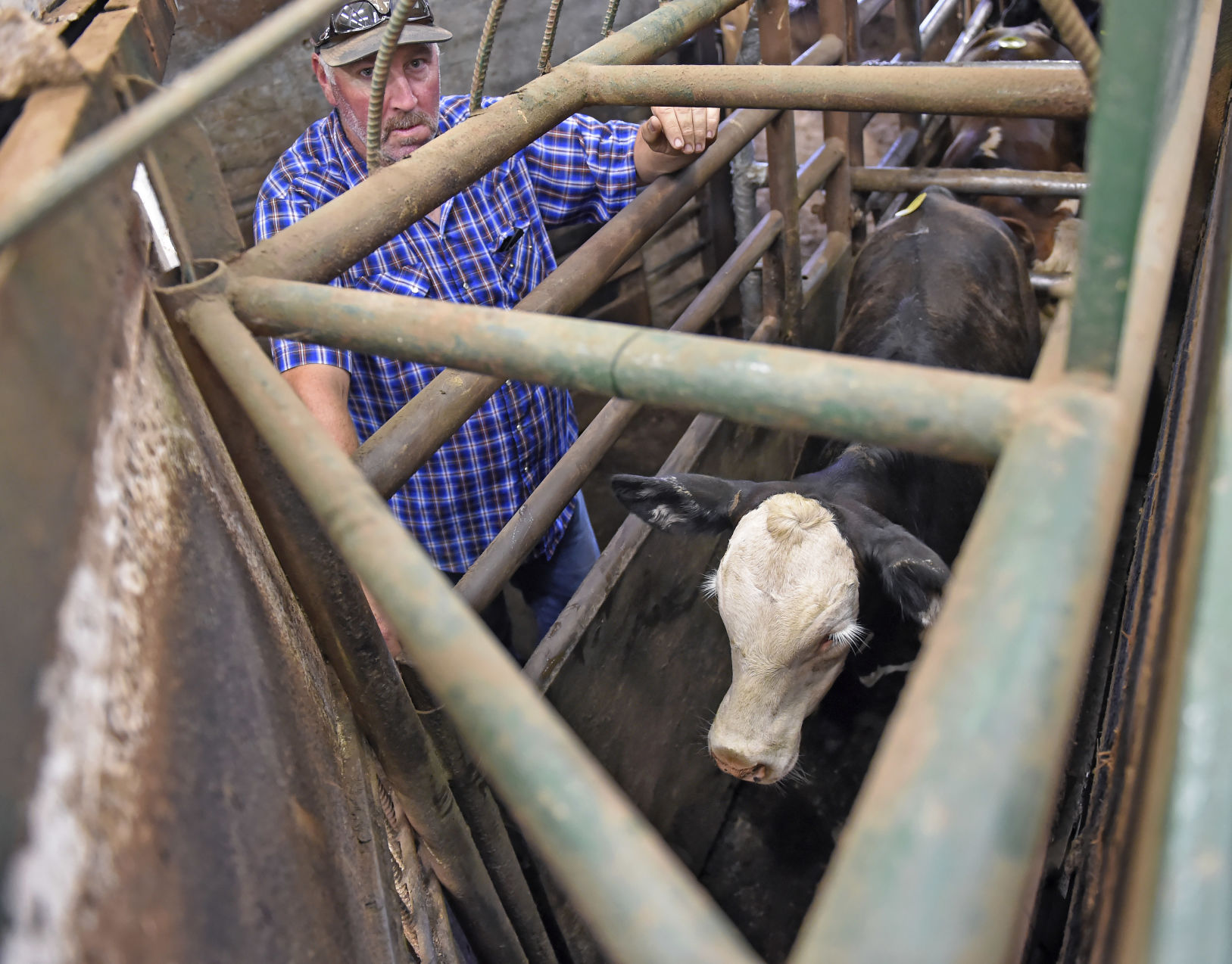 BR.wildstockyard0299.adv bf.jpg